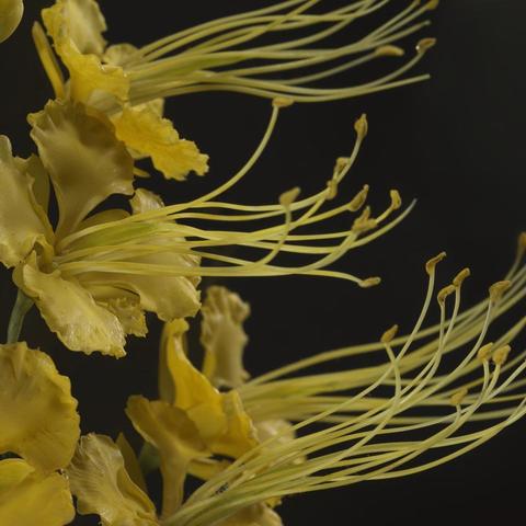 Glass flowers