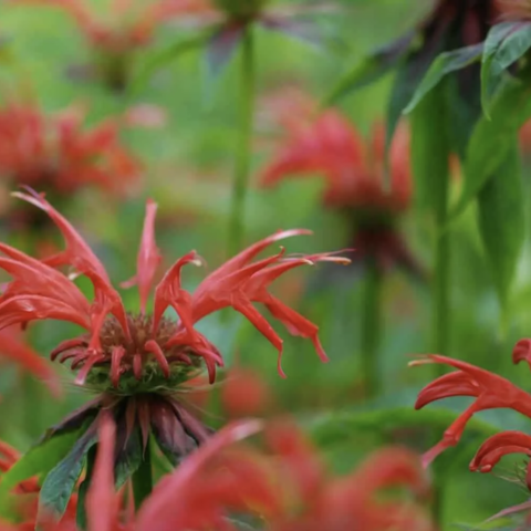 Scarlet Bee Balm flowers